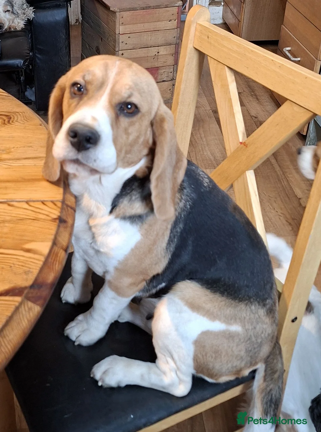 Beagle dogs for sale: Beagle Bitch - Advert 1