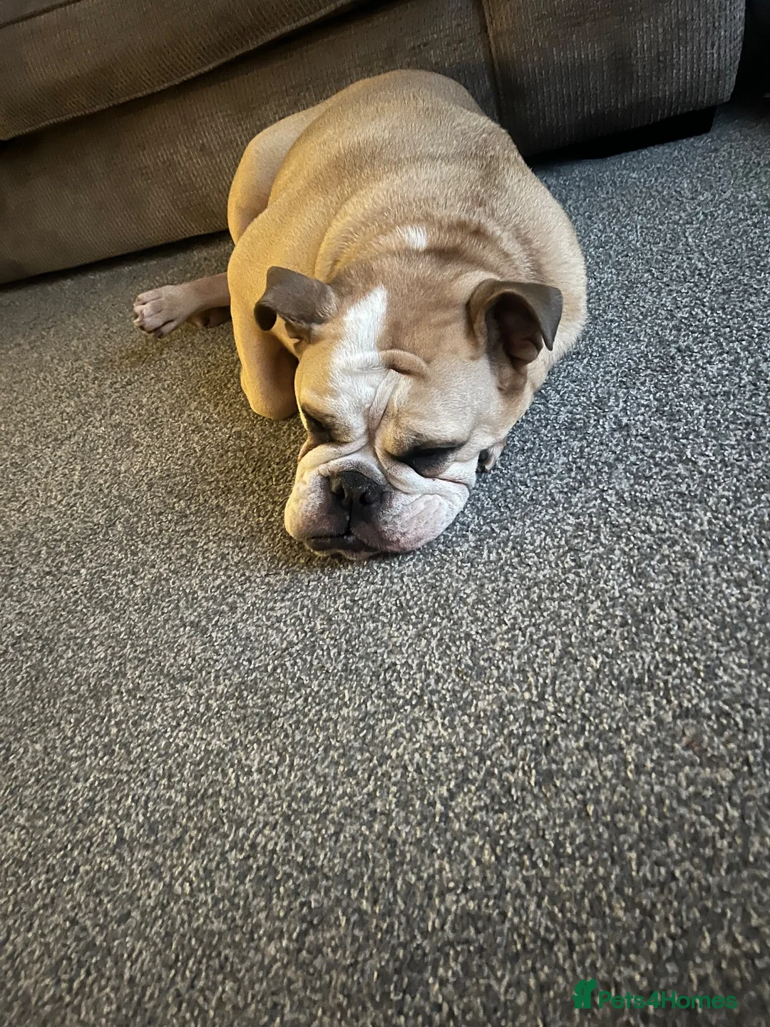 English Bulldog dogs for sale: Female English bull dog  in Doncaster - Advert 5