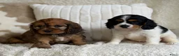 Cavapoochon dogs for sale: Beautiful Cavapoochon puppies  - Advert 18