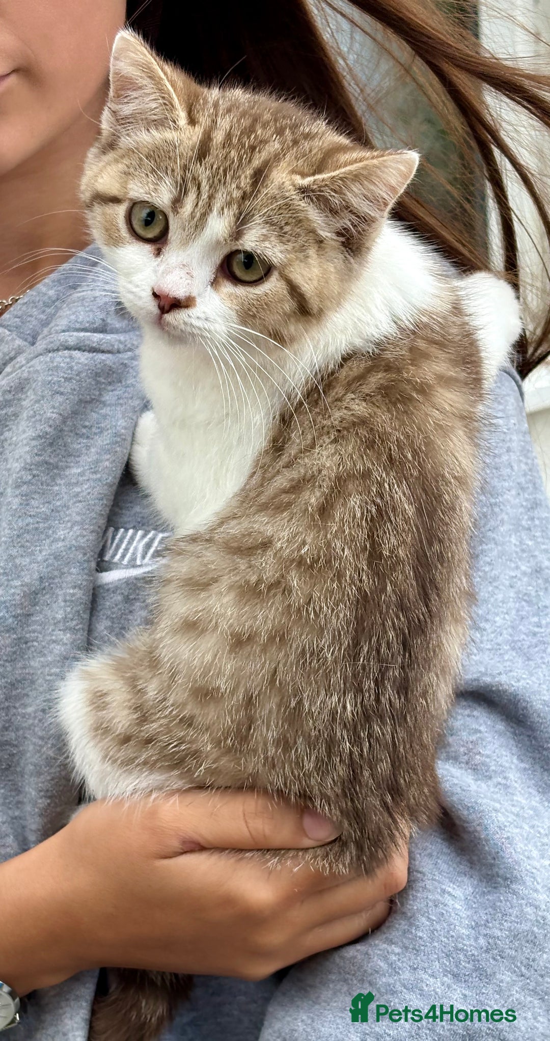 British Shorthair cats for sale: British short hair / Scottish fold  - Image 3
