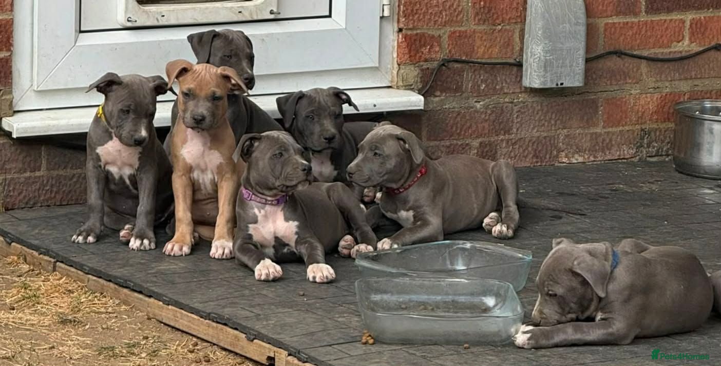 Staffordshire Bull Terrier dogs American Staffordshire terrier - Advert 2