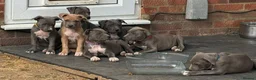 Staffordshire Bull Terrier dogs for sale: American Staffordshire terrier.ready to leave!!!  - Advert 4