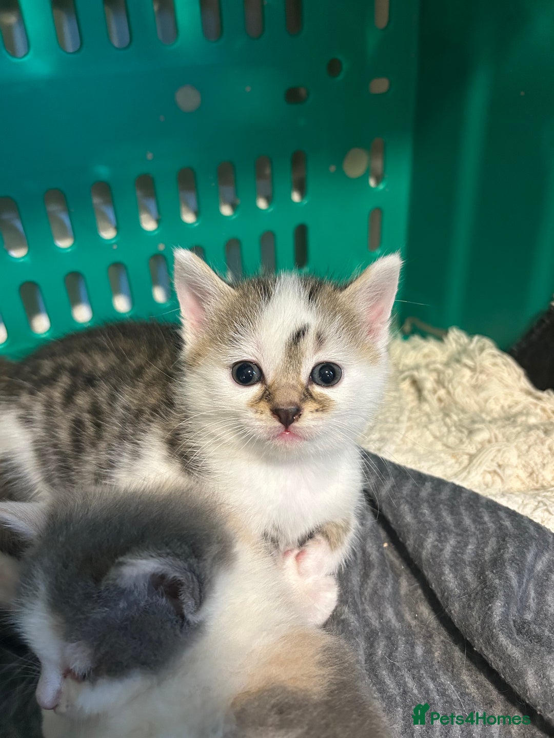 British Shorthair cats for sale: Two male kittens  - Image 4