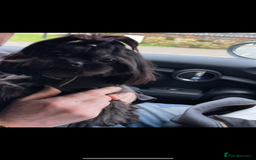 Shih Tzu dogs for sale: Imperial Shih Tzu puppies  - Image 3