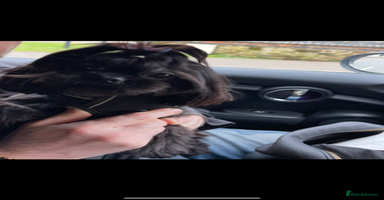 Shih Tzu dogs - Advert 3