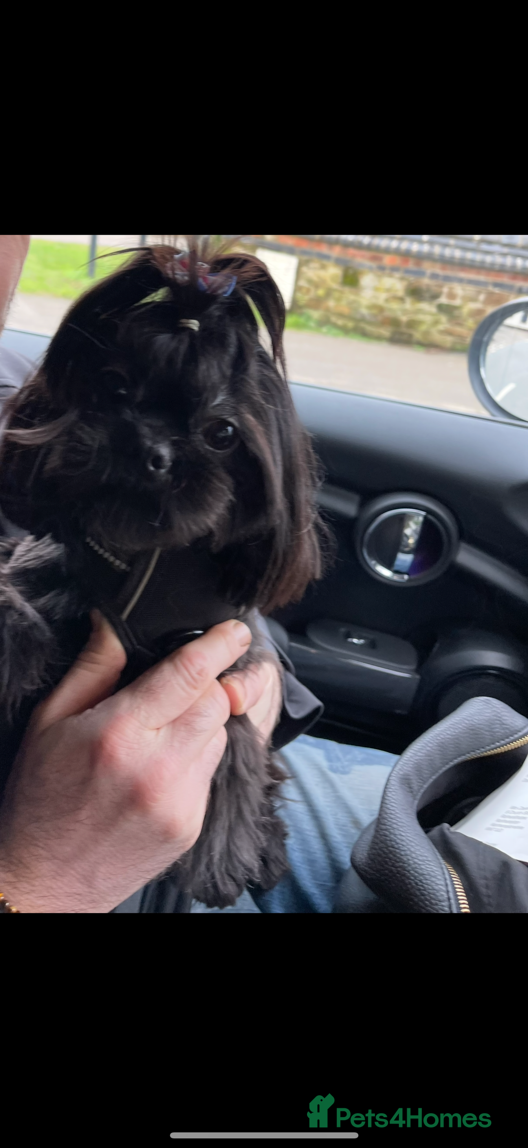 Shih Tzu dogs for sale: Imperial Shih Tzu puppies  - Image 3