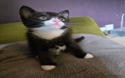 Mixed Breed cats for sale: Beautiful Black and White Kittens  - Image 4