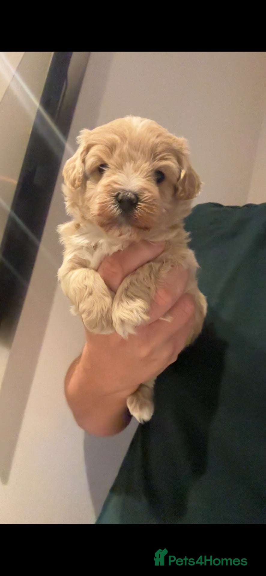Maltipoo dogs Beautiful maltipoo  - Advert 1