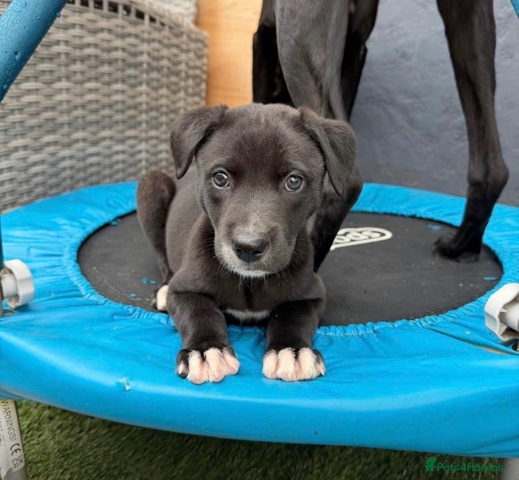 Lurcher dogs Bull Greyhound - Advert 1