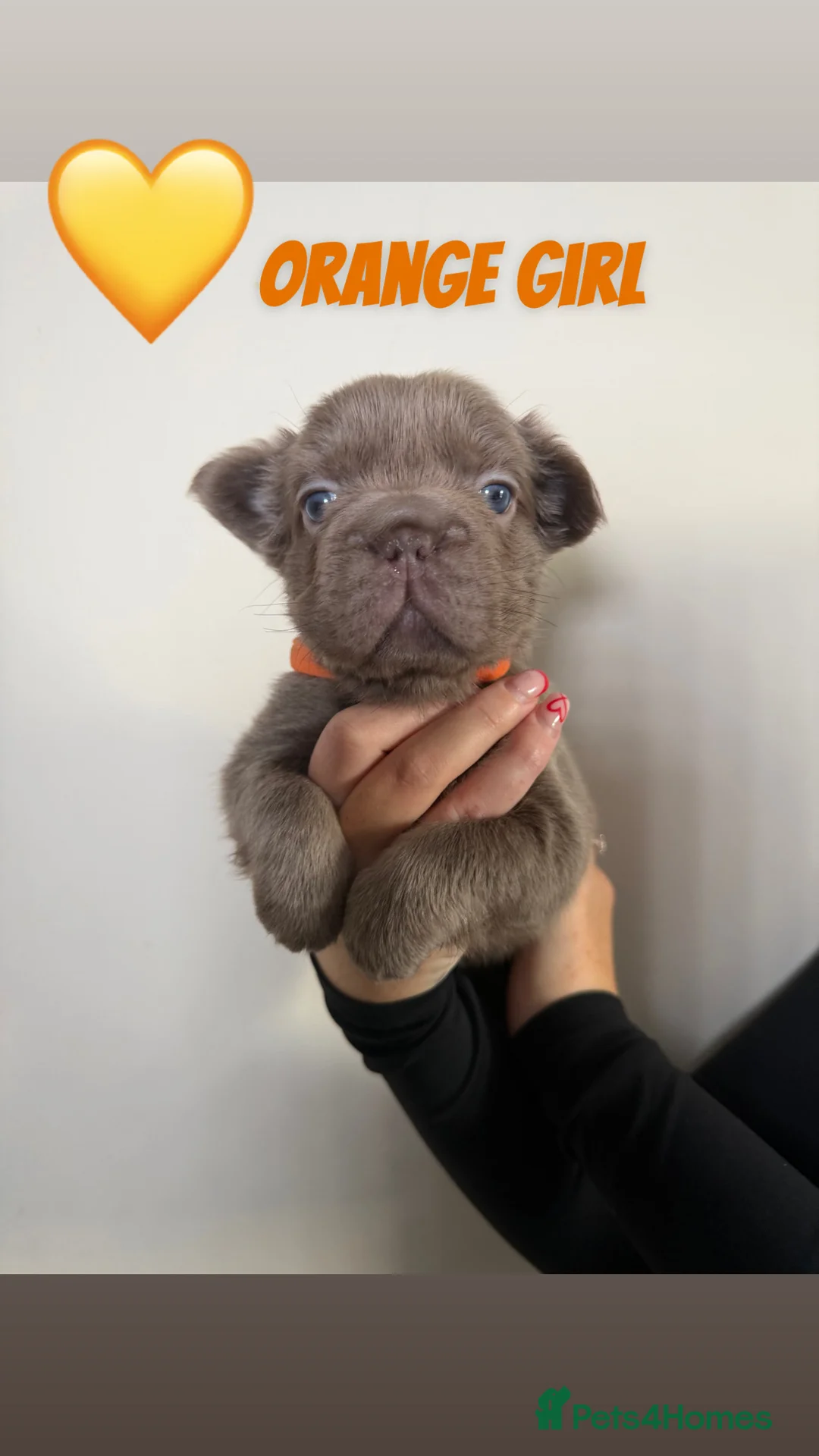 French Bulldog dogs for sale: French bulldog  - Advert 16