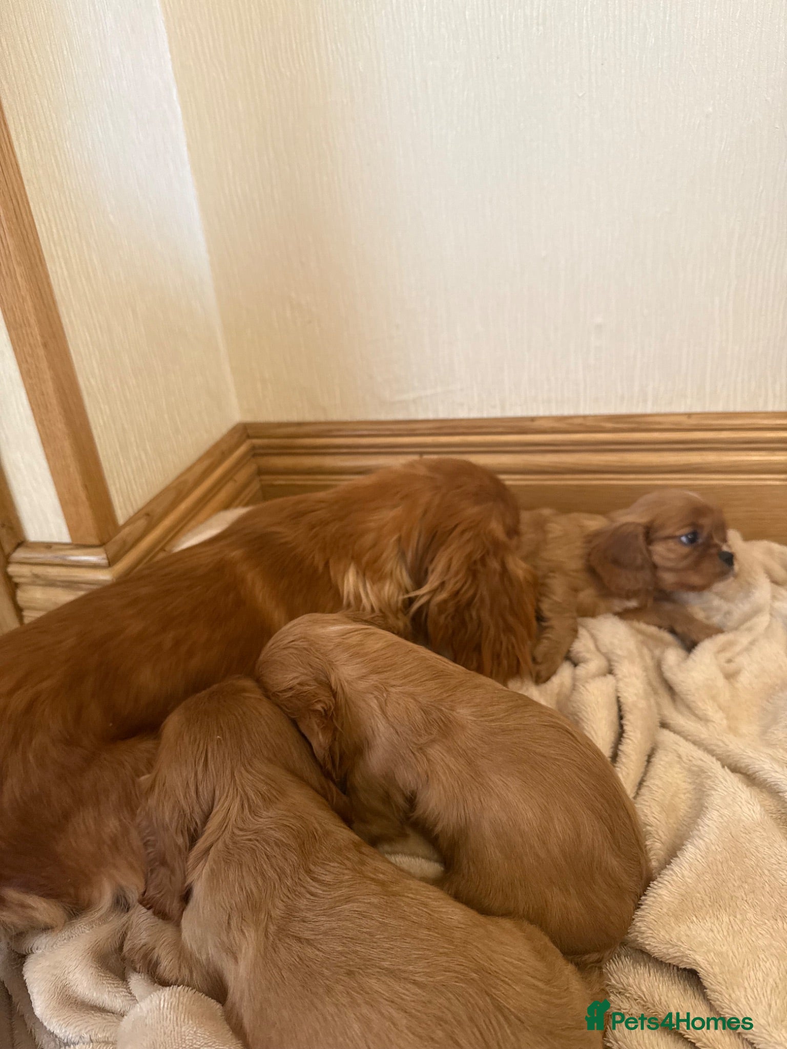 Cavalier King Charles Spaniel dogs Cavalier king charles spaniels  - Advert 17