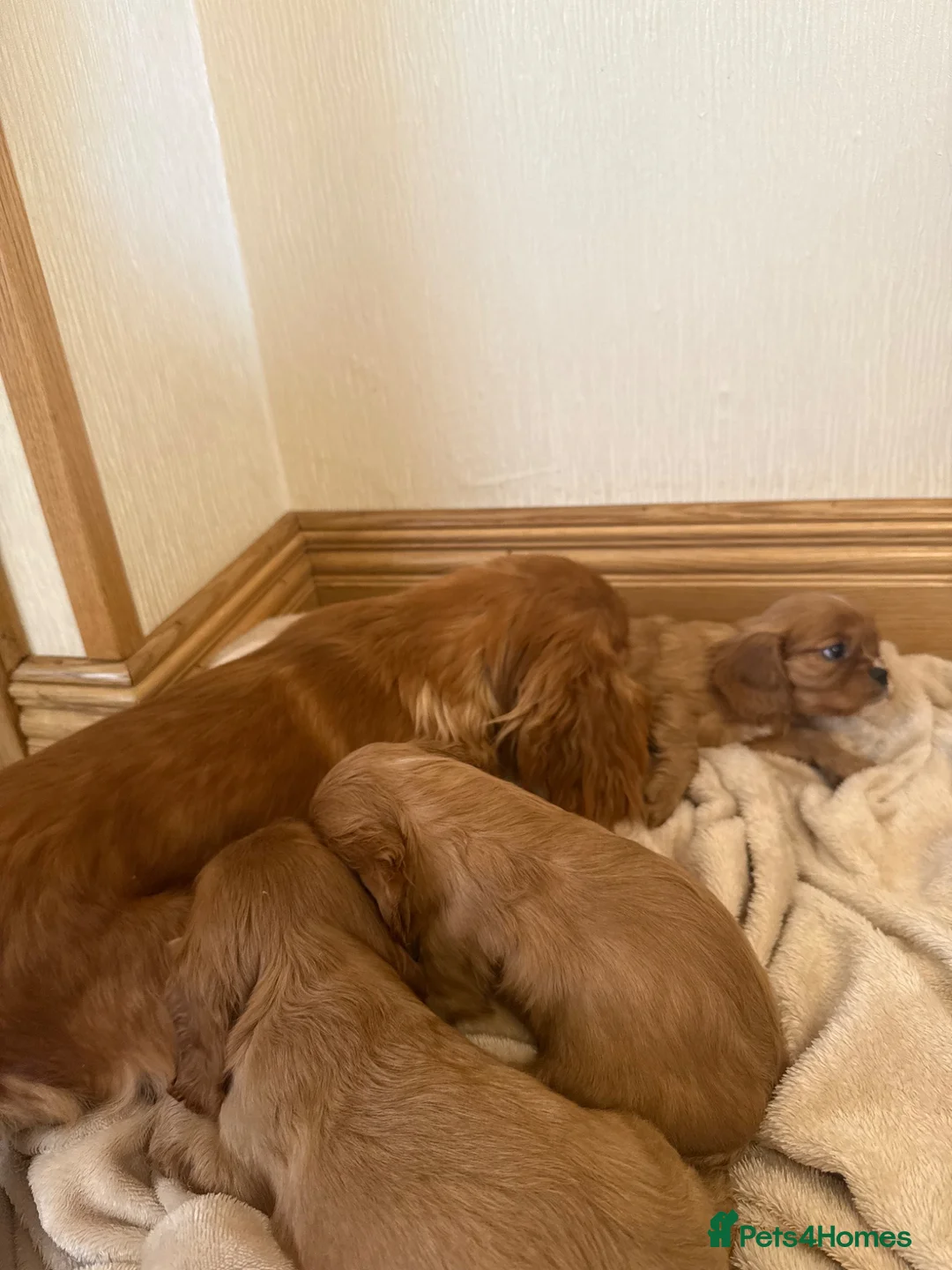 Cavalier King Charles Spaniel dogs for sale: Cavalier king charles spaniels  - Advert 1