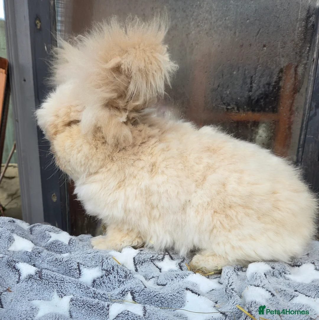 Angora rabbits for sale: Angora boy  - Advert 3