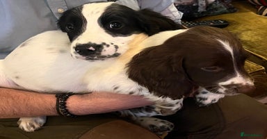 English Springer Spaniel dogs - Advert 4