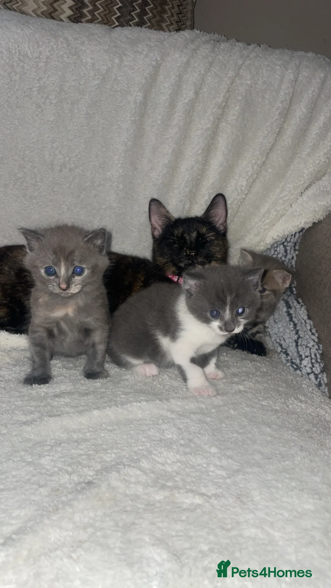 Mixed Breed cats for sale: Male grey and white kitten - Advert 1