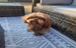 Shih Tzu dogs for stud: KC Karashishi Imperial Chocolate/Lavender Stud in Derby - Image 21