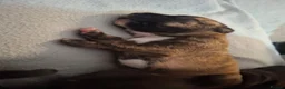 Staffordshire Bull Terrier dogs for sale: Beautiful Staffordshire bull terrier pups ❤️🐶 - Advert 16