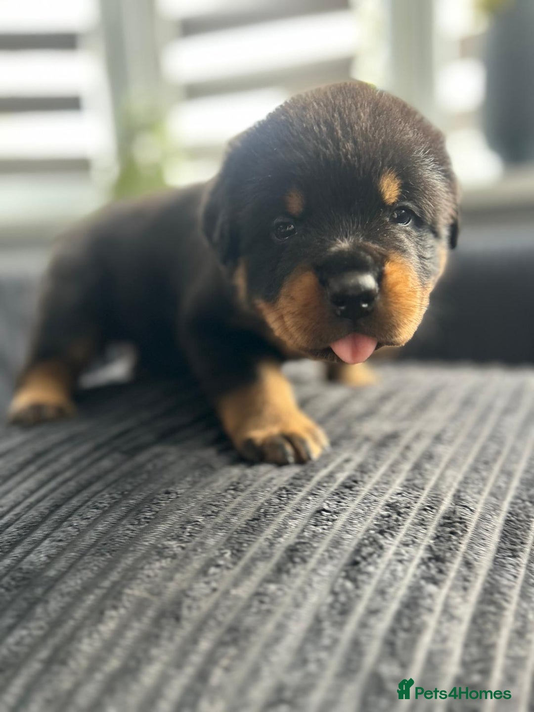 Rottweiler dogs for sale: Rottweiler puppies - Image 3
