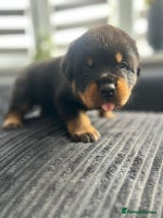 Rottweiler dogs - Advert 4