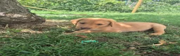 Labrador Retriever dogs for sale: Health Tested KC FoxRed Working Labrador Puppies  - Advert 3