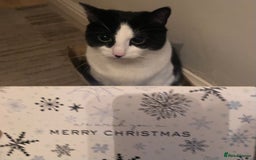 British Shorthair cats for sale: Roxxy - yes I have to xx’s named after Jamie XX  - Image 9