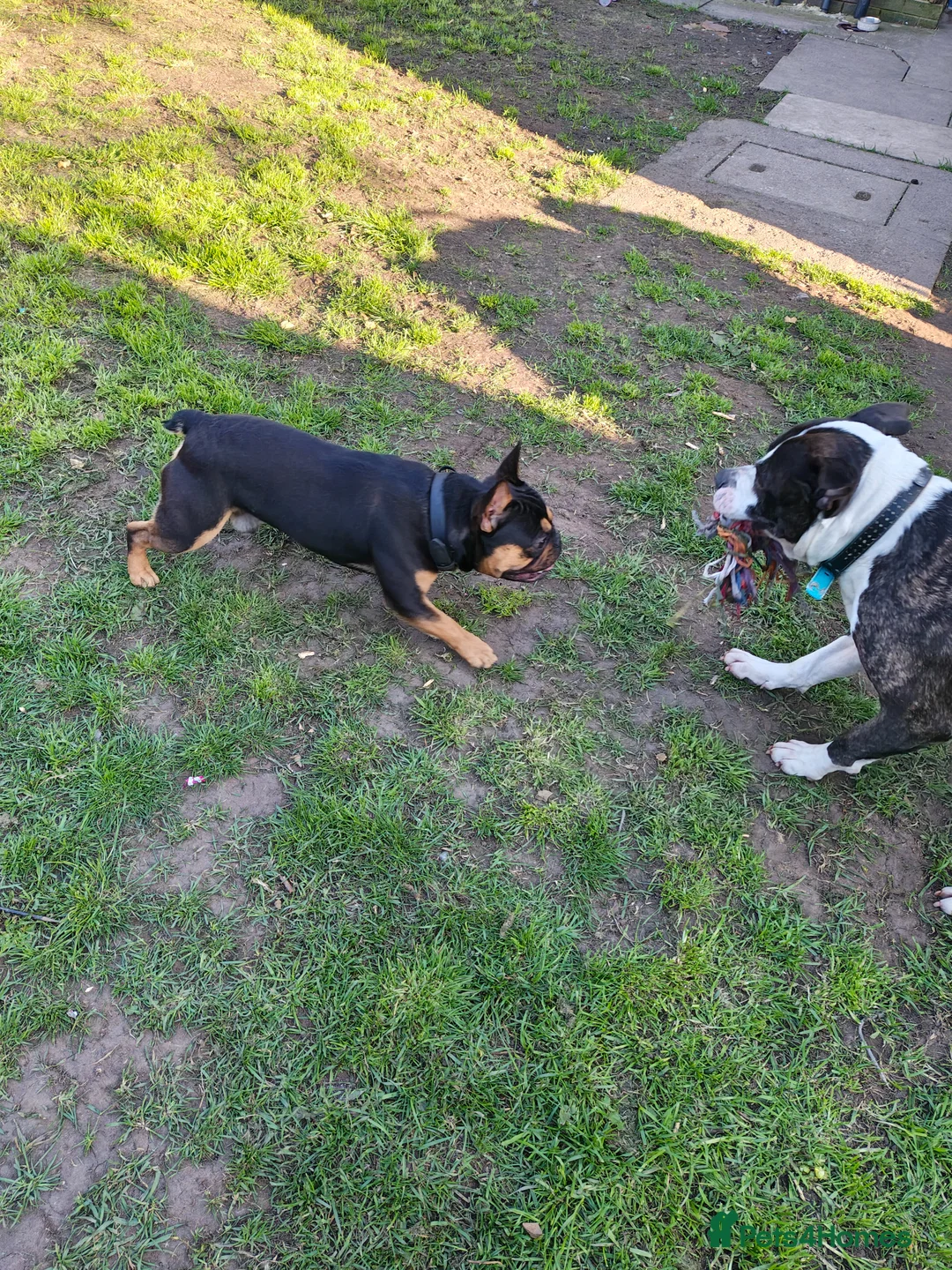 French Bulldog dogs for stud: French bulldog male for stud (black & tan) in Manchester - Advert 6