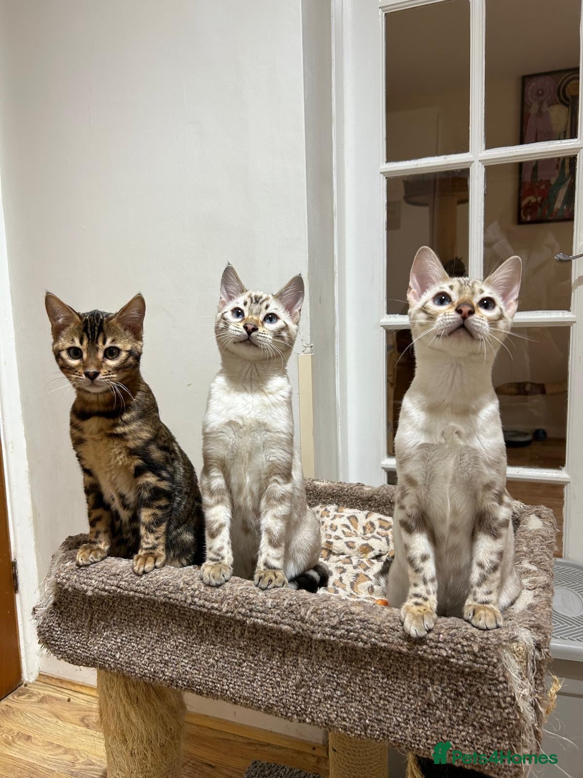 Bengal cats OUTSTANDING TICA reg BENGAL KITTENS - Advert 1