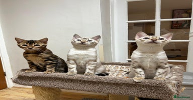 Bengal cats OUTSTANDING TICA reg BENGAL KITTENS - Advert 5