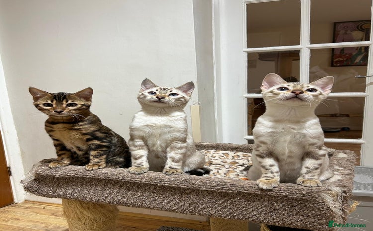 Bengal cats OUTSTANDING TICA reg BENGAL KITTENS - Advert 16