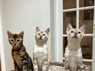 Bengal cats OUTSTANDING TICA reg BENGAL KITTENS - Advert 16
