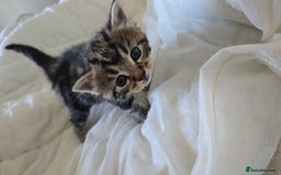 British Shorthair cats for sale: 🐱Four  Sisters Looking for Their Forever Homes!  - Image 31