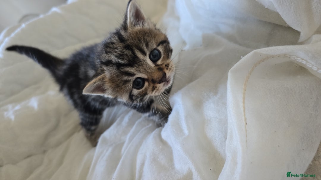 British Shorthair cats for sale: 🐱Four  Sisters Looking for Their Forever Homes!  - Image 31