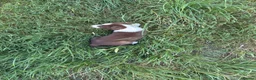 Border Collie dogs for sale: Sheepdog puppies - Advert 6