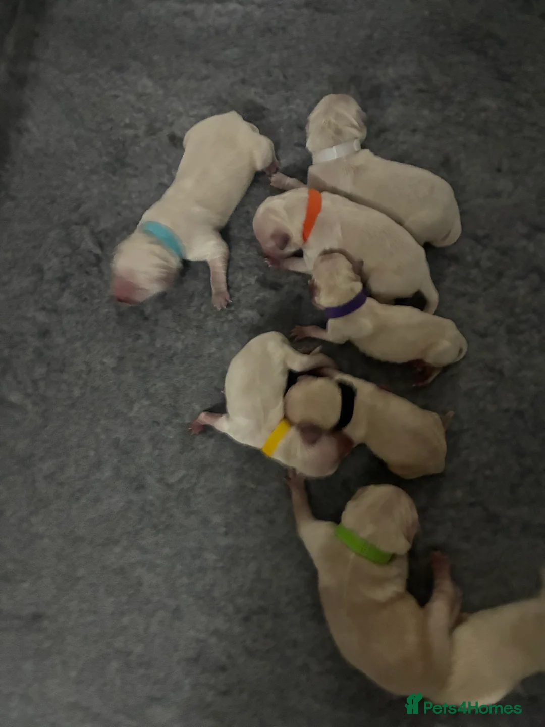 Golden Retriever dogs for sale: Last 2 golden retriever boys left  - Advert 4