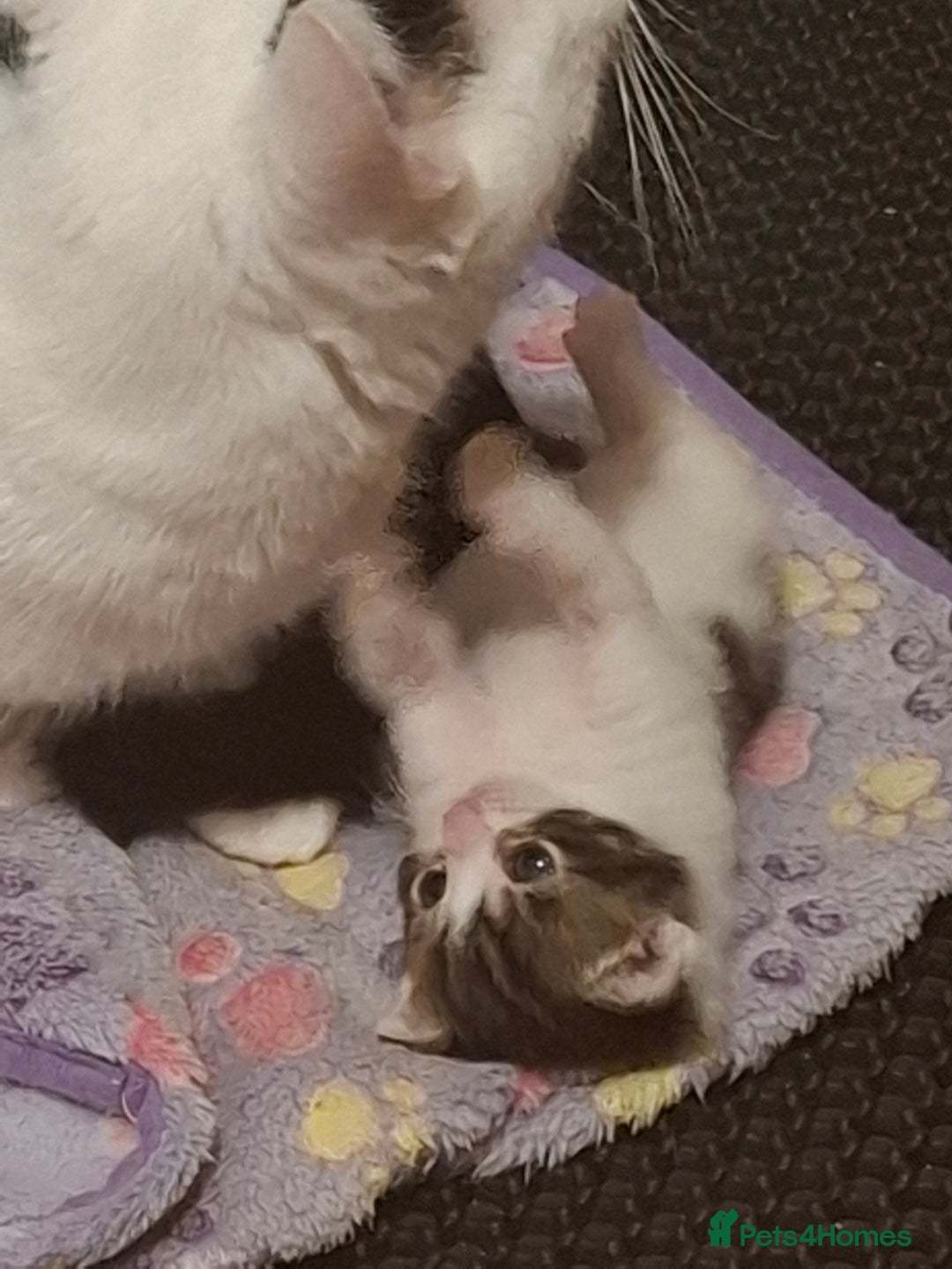 Mixed Breed cats for sale: Single kitten  - Advert 2