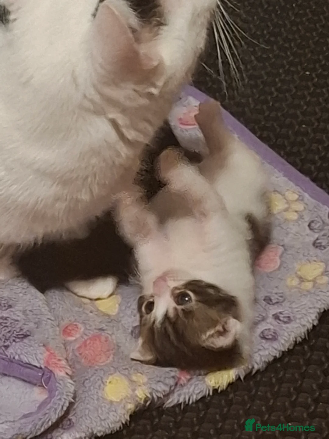 Mixed Breed cats for sale: Single kitten now reserved  - Advert 2