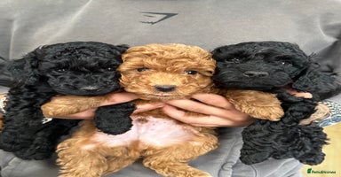 Miniature Poodle dogs - Advert 11