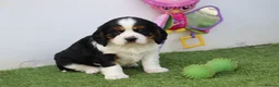 Cavachon dogs for sale: Beautiful Cavachon puppies for sale - Advert 7