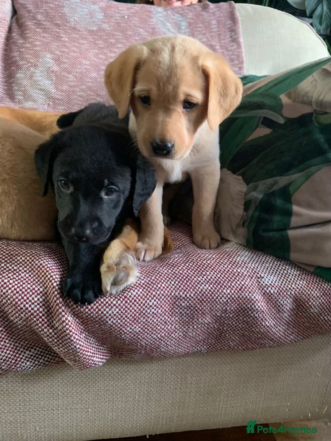 Labrador Retriever dogs for sale: Beautiful Kc registered Royal bloodline Labrador  - Advert 15