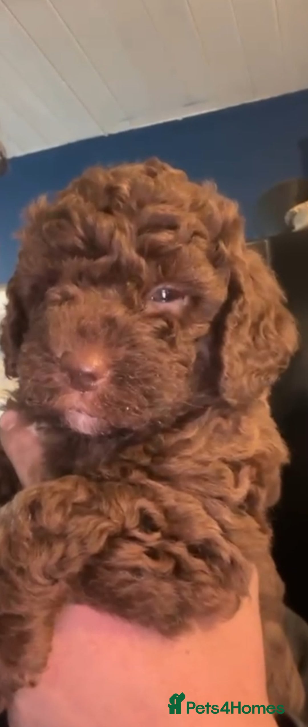 Cockapoo dogs for sale: Gorgeous cockapoo looking for his forever home! - Image 2