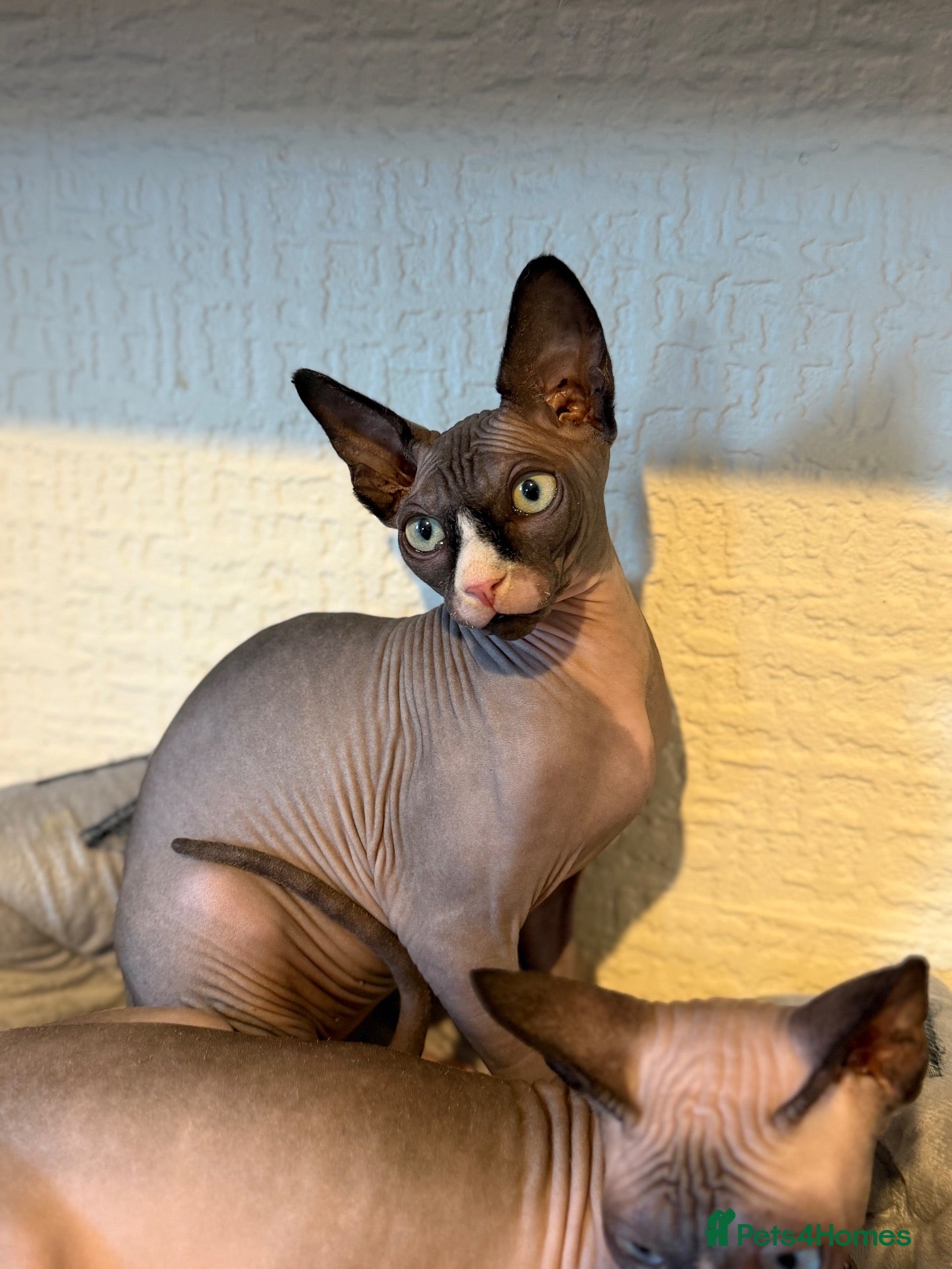 Sphynx cats for sale: Handsome Grey Sphynx Boy - Advert 6