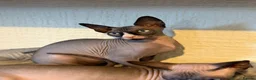 Sphynx cats for sale: Handsome Grey Sphynx Boy - Advert 1