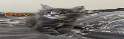 Maine Coon cats for sale: 4 Maine coon boys. - Advert 7