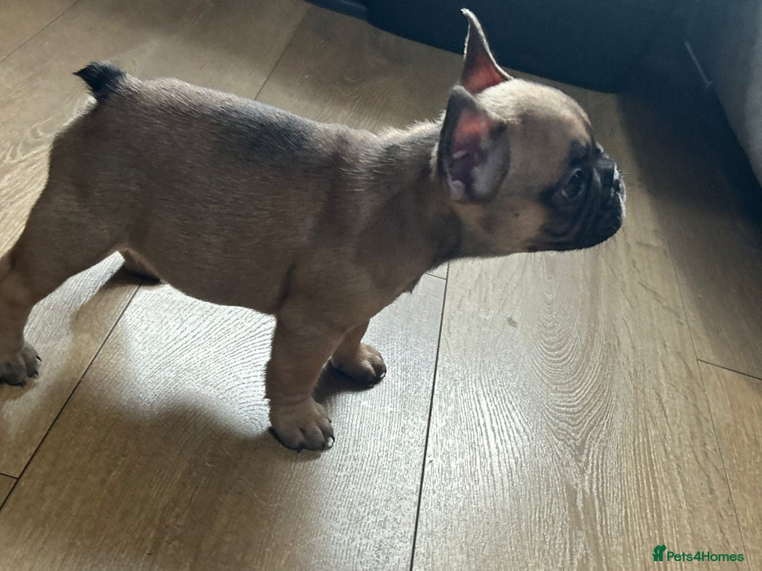French Bulldog dogs for sale: French bulldog puppies  - Image 5