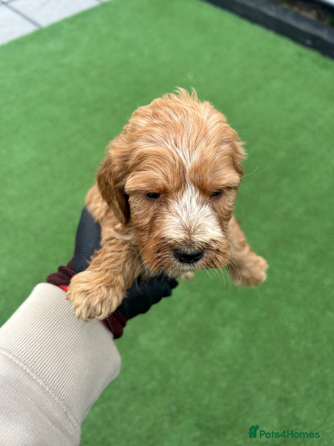 Mixed Breed dogs for sale: 7 beautiful Labrador x cockapoo pups  - Image 7