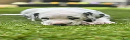 Dalmatian dogs for sale: Beautiful KC Registered Dalmatian Puppies - Advert 16