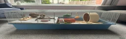 Hamster rodents for sale: Syrian Hamster + Cage and accessories in Sutton Coldfield - Advert 2