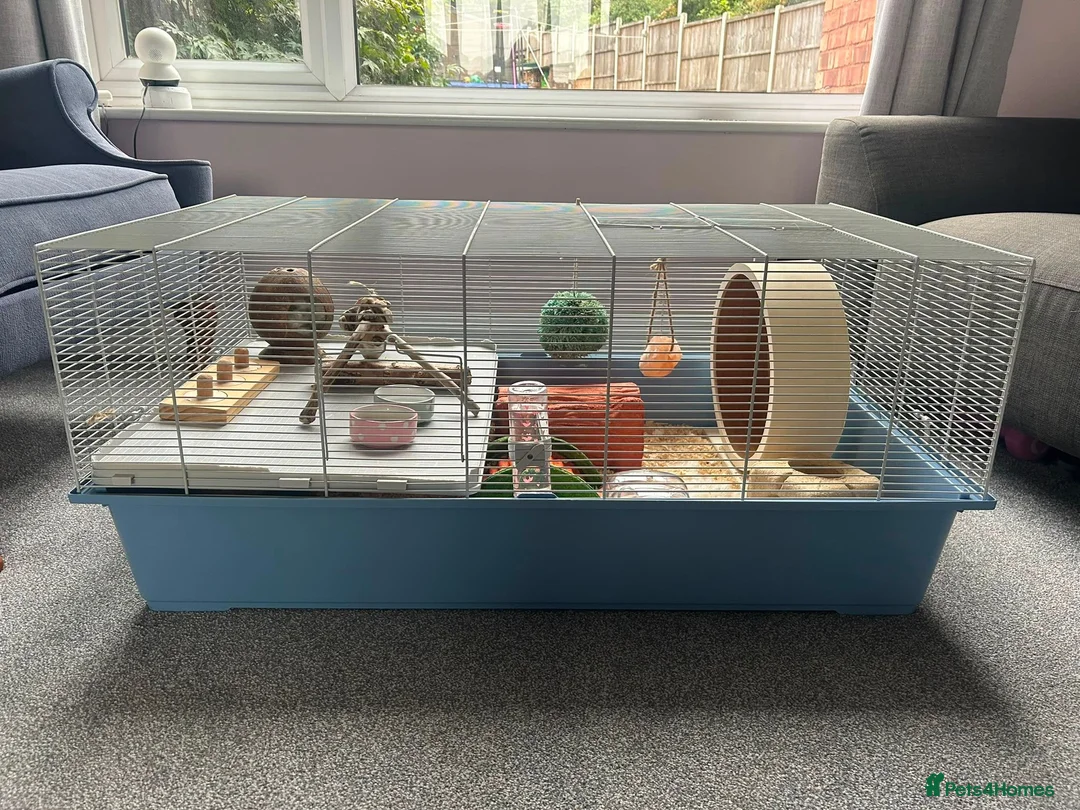 Hamster rodents for sale: Syrian Hamster + Cage and accessories in Sutton Coldfield - Advert 2