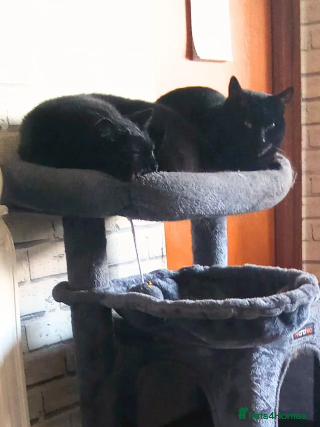 Mixed Breed cats for adoption: Fur Besties for a Calm Home - Advert 2