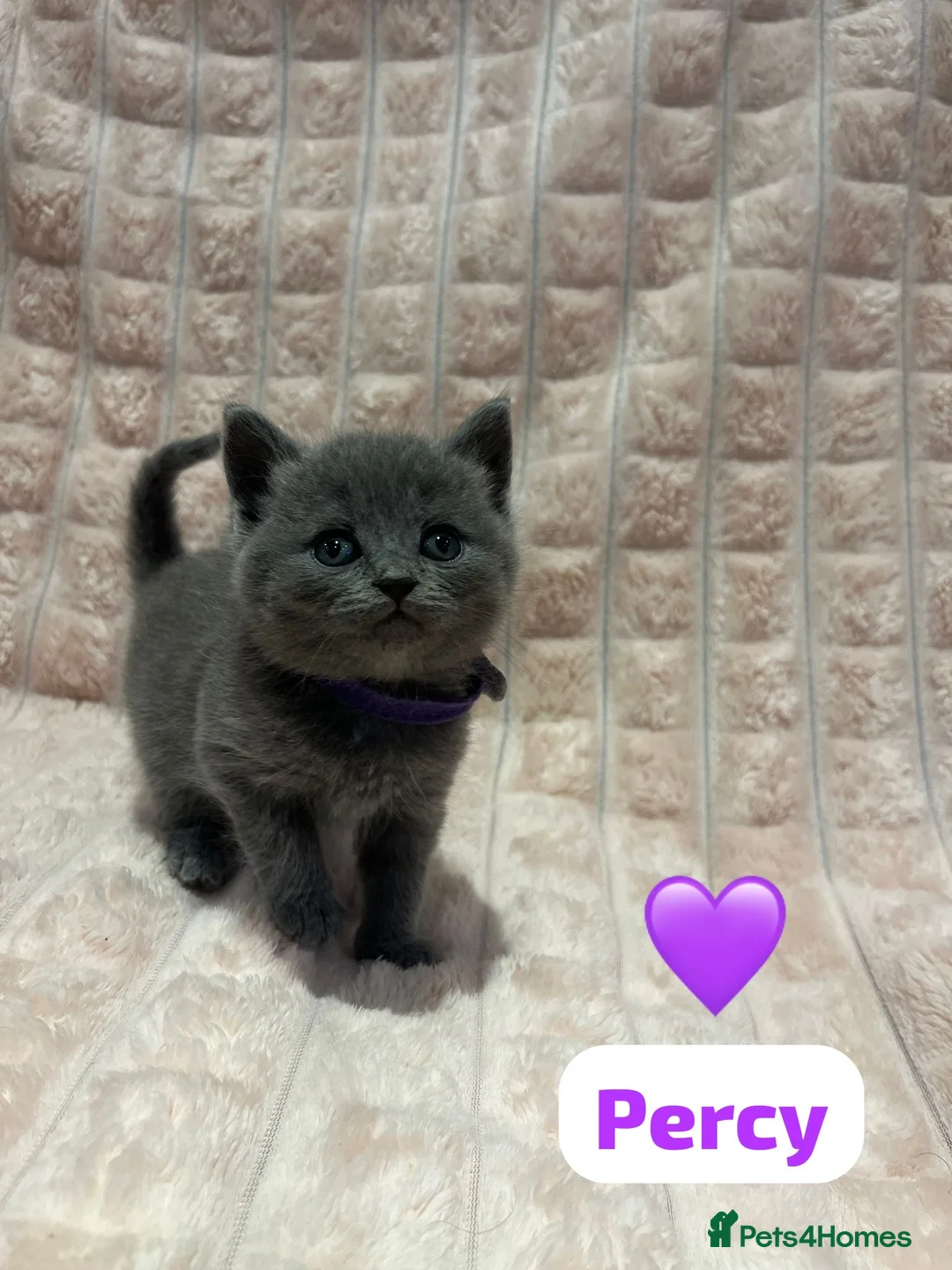 British Shorthair cats for sale: Beautiful British shorthair cross kittens🩵🩷 - Advert 12